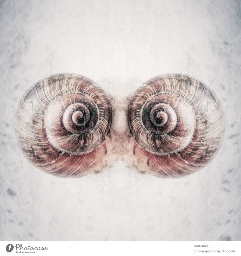 doppelgänger | see me Snail Together Round Esthetic Contentment Symmetry Snail shell Reflection Retro Colours Squint Reduplication Doppelganger Colour photo