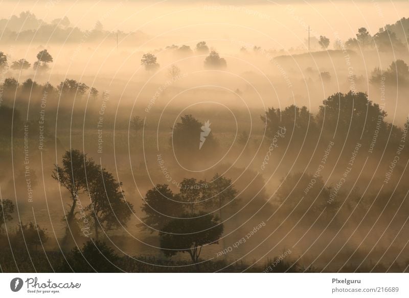 flood of the sun Landscape Sunrise Sunset Sunlight Summer Tree Hill Colour photo Exterior shot Deserted Copy Space top Copy Space middle Morning Dawn Light