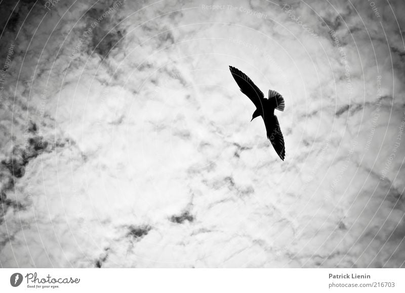 Beach side Environment Nature Landscape Animal Sky Clouds Climate Weather Wind Wild animal Bird Wing 1 Flying Glide White Seagull Exterior shot Deserted