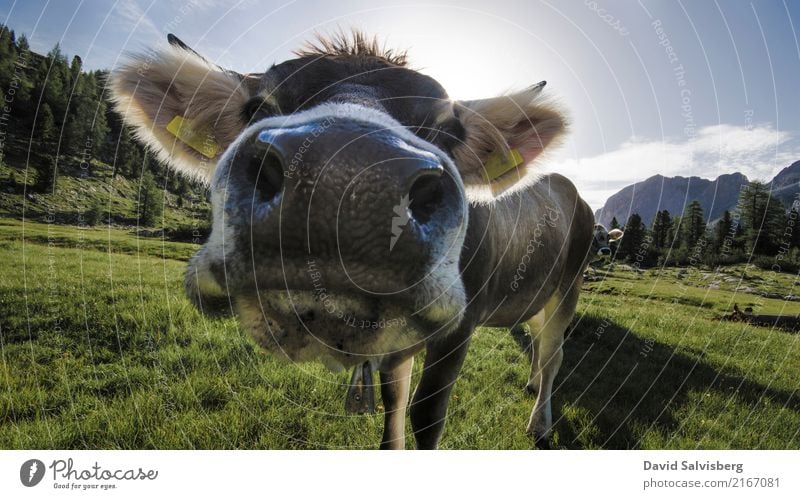 cow cow Hunting Hiking Nature Landscape Sky Sun Beautiful weather Grass Meadow Field Forest Hill Alps Mountain Peak Animal Farm animal Cow Horse Animal face