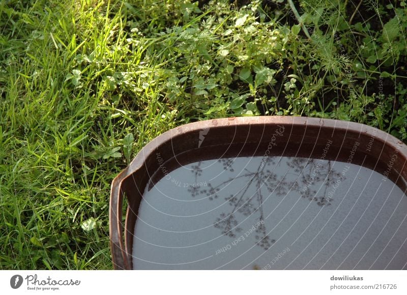 Reflection Summer Summer vacation Nature Plant Water Sunlight Beautiful weather Lightning Flower Grass Leaf Foliage plant Garden Meadow Bowl Sign Ornament