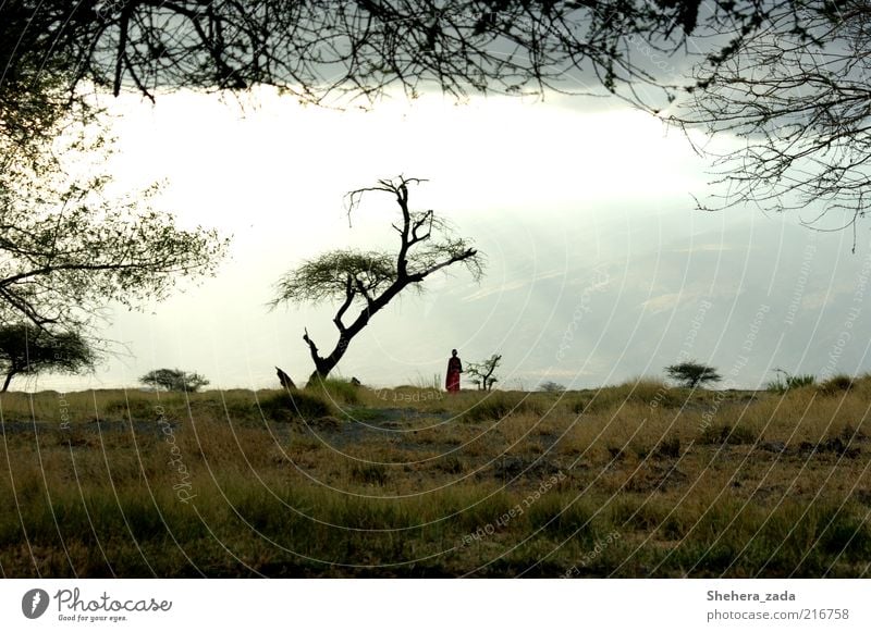 Enlightened 1 Human being Nature Landscape Elements Sky Sunrise Sunset Sunlight Tree Tansania Africa Africans Observe Vacation & Travel To dry up Moody Serene