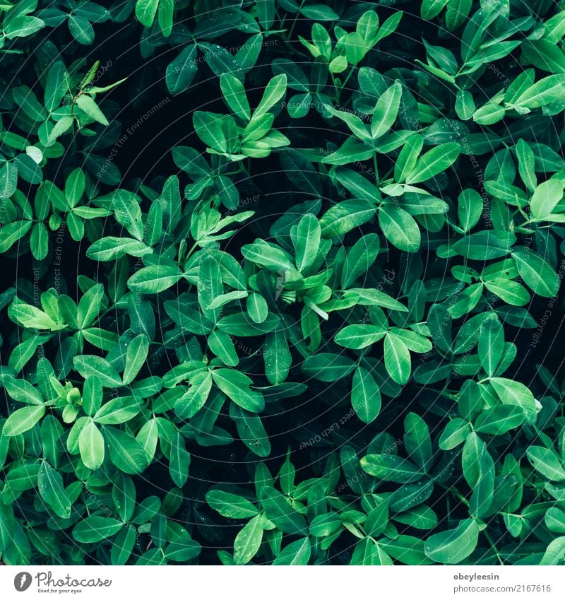 Creative layout made of green leaves. Flat lay. Nature concept Summer Garden Table Art Plant Tree Leaf Forest Aircraft Fashion Growth Fresh Bright Hip & trendy