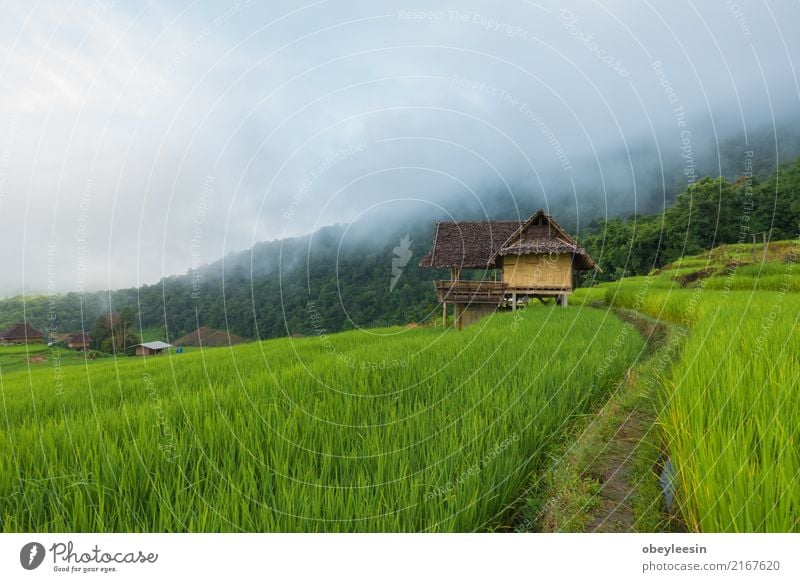 Top view of the rice paddy fields in northern Thailand Calm Vacation & Travel Tourism Trip Summer Mountain Environment Nature Landscape Plant Beautiful weather