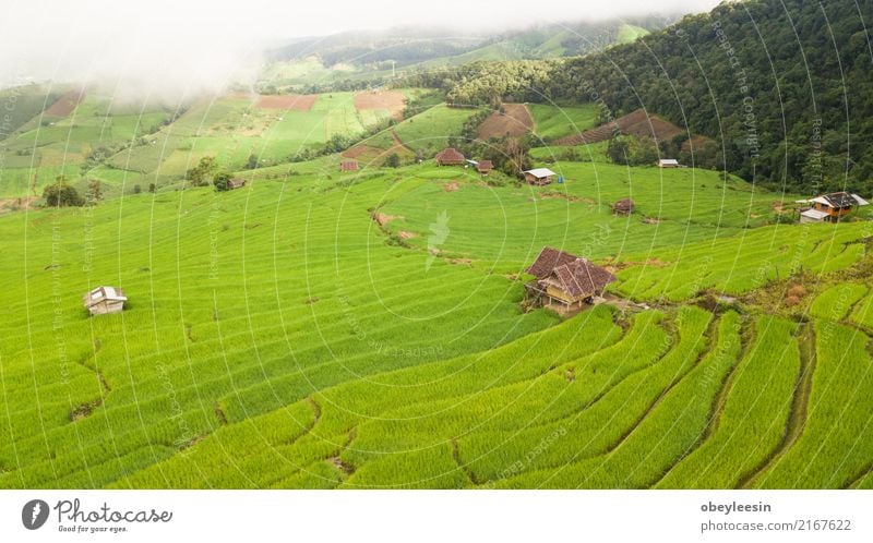 Top view of the rice paddy fields in northern Thailand Calm Vacation & Travel Tourism Trip Summer Mountain Environment Nature Landscape Plant Beautiful weather