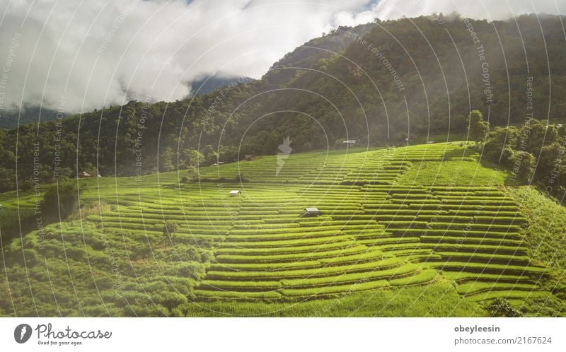 Top view of the rice paddy fields in northern Thailand Calm Vacation & Travel Tourism Trip Summer Mountain Environment Nature Landscape Plant Beautiful weather