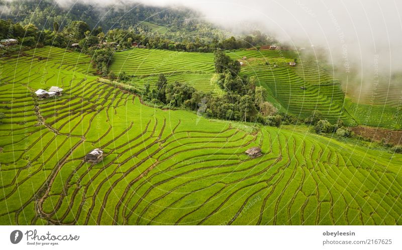 Top view of the rice paddy fields in northern Thailand Calm Vacation & Travel Tourism Trip Summer Mountain Environment Nature Landscape Plant Beautiful weather