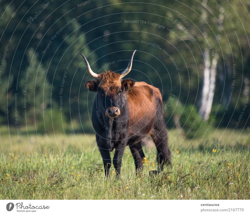 Oh a cow in the heath Animal Farm animal Wild animal Cow Animal face Pelt 1 Observe Stand Esthetic Exceptional Brown Green Happy Respect Colour photo