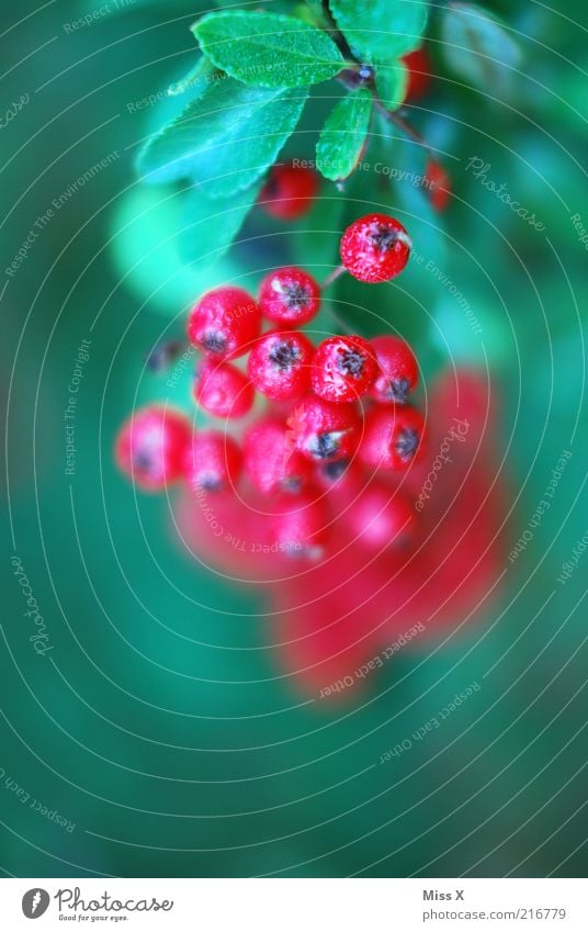 berry Nature Autumn Plant Tree Bushes Juicy Sour Sweet Red Garden plants Berries Berry bushes Colour photo Multicoloured Exterior shot Close-up Detail Deserted