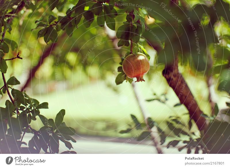 #A# Gardens Of Florence Nature Esthetic Pomegranate Fruit Park Southern Mediterranean Italy Mature Growth Tree Colour photo Multicoloured Exterior shot Detail