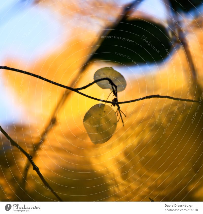 togetherness Nature Plant Leaf Yellow Autumnal Autumn leaves Autumnal colours Early fall Beautiful Seasons October September November Colour photo Exterior shot