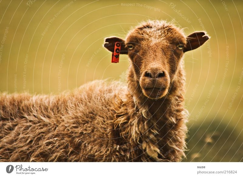 My name is Bond Animal Farm animal Animal face 1 Authentic Funny Curiosity Cute Wild Brown Føroyar Sheep Wool Livestock breeding Cattle breeding Observe