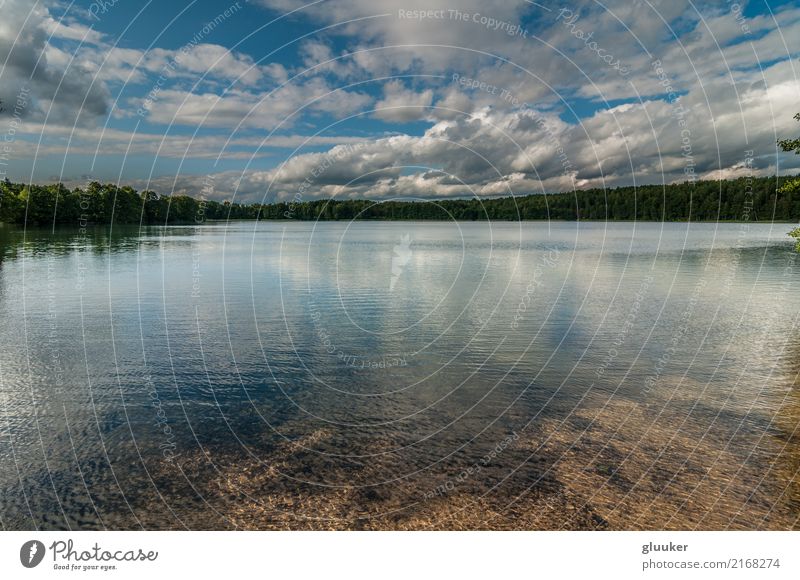 picturesque forest lake under a blue cloudy sky Beautiful Relaxation Summer Mirror Environment Nature Landscape Water Sky Cloudless sky Clouds Beautiful weather