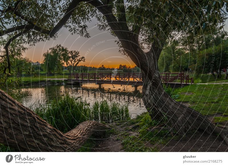 summer evening landscape. city park Beautiful Leisure and hobbies Summer Nature Landscape Sky Tree Grass Park Coast Pond Lake River Bridge Pedestrian