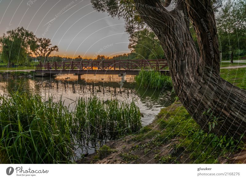 summer evening landscape Beautiful Leisure and hobbies Summer Nature Landscape Sky Tree Grass Park Coast Pond Lake River Bridge Pedestrian Lanes & trails Wood