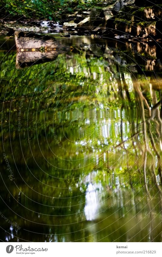 Calm water Environment Nature Landscape Plant Water Sunlight Summer Climate Beautiful weather Tree Bushes Foliage plant Forest River bank Brook Stone Wet Green