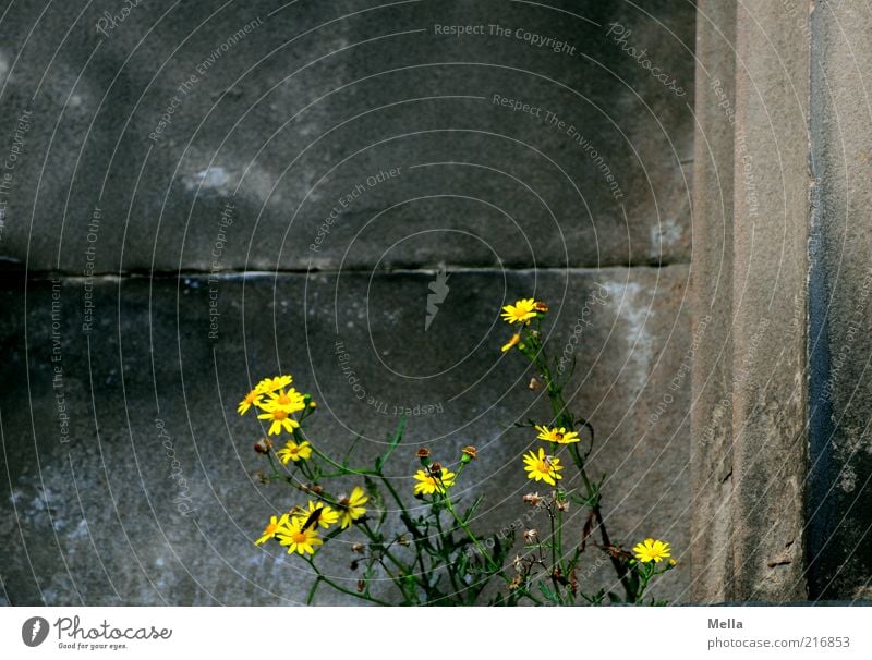 Edinburgh urban vegetation Environment Nature Plant Flower Blossom Wild plant Manmade structures Building Wall (barrier) Wall (building) Blossoming Growth Old