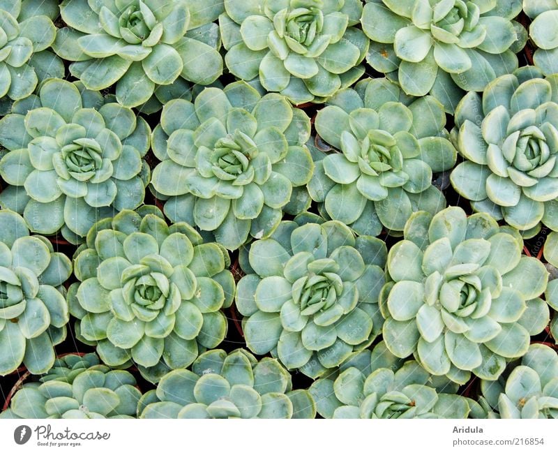 sempervivum Environment Nature Plant Sempervivum Rock garden plants Green Leaf Growth Life Ground cover plant Round Exterior shot Pattern Structures and shapes