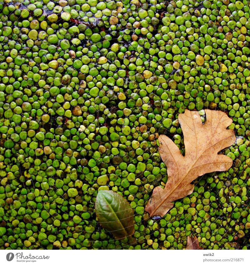 Bath in the crowd Environment Nature Plant Autumn Leaf Wild plant Water lentil Surface of water Growth Uniqueness Wet Natural Brown Green Attachment Many