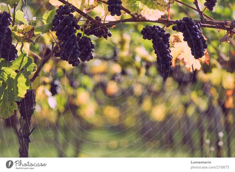 late vintage Food Fruit Environment Plant Agricultural crop Field Esthetic Fresh Delicious Natural Juicy Beautiful Idyll Growth Bunch of grapes Vineyard