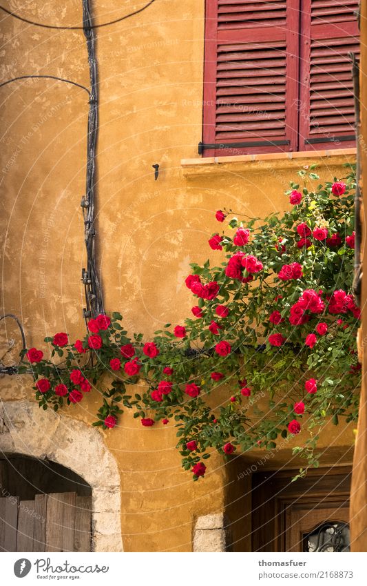 Wall, climbing roses, windows Summer House (Residential Structure) Beautiful weather Flower Rose Provence France Village Small Town Old town Wall (barrier)