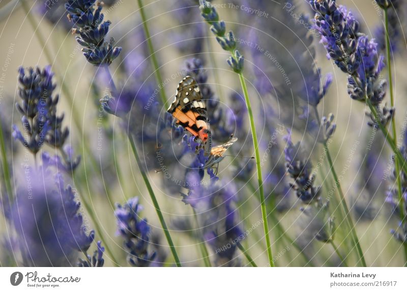 purple-red-green Environment Nature Spring Summer Beautiful weather Plant Flower Animal Wild animal Butterfly 1 Natural Green Violet Red