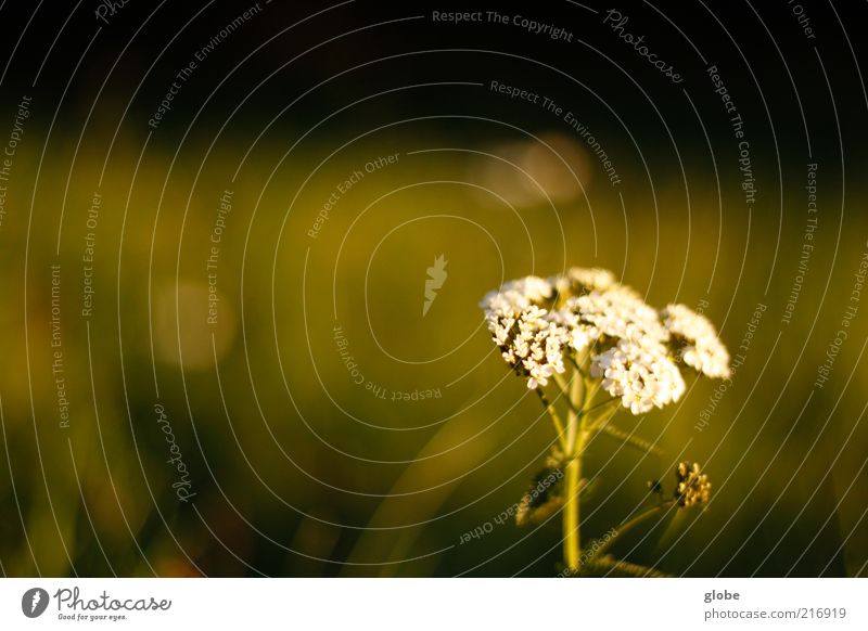 yarrow Plant Grass Common Yarrow Herbs and spices Meadow Calm Green Smooth Colour photo Exterior shot Detail Deserted Copy Space left Copy Space top Twilight