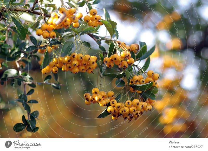 sea buckthorn branch Nature Plant Beautiful weather Bushes Illuminate Hippophae Sallow thorn Orange Colour photo Close-up Sunlight Blur Deserted