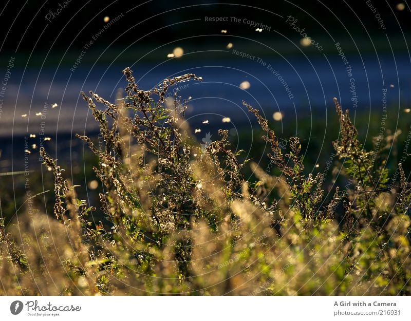 dancing in the dusk Nature Plant Autumn Beautiful weather Leaf Flying Glittering Natural Blue Yellow Gold Glowworms Flock Grass Street Landscape format