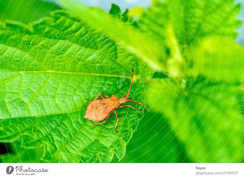 Leather bug, nymph on leaf Nature Animal Leaf Brown Green Squash bug Large edge bug kissing bug Bug Nymph youthful Development stage Insect heteroptera pest