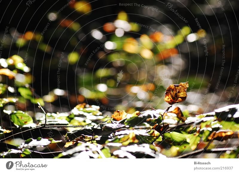 Warm Autumn Environment Nature Sunlight Beautiful weather Tree Leaf Faded To dry up Warmth Moody Decline Transience Change Colour photo Subdued colour