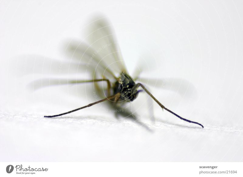 mosquito Mosquitos Insect Near Large White Black Macro (Extreme close-up) Close-up Fly