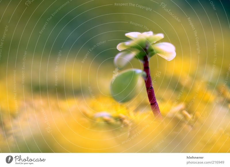 Yellow Sedum Life Summer Gardening Nature Plant Flower Leaf Stand Green Depth of field Shallow Floral flora wallpepper petal goldmoss Succulent plants vegetated