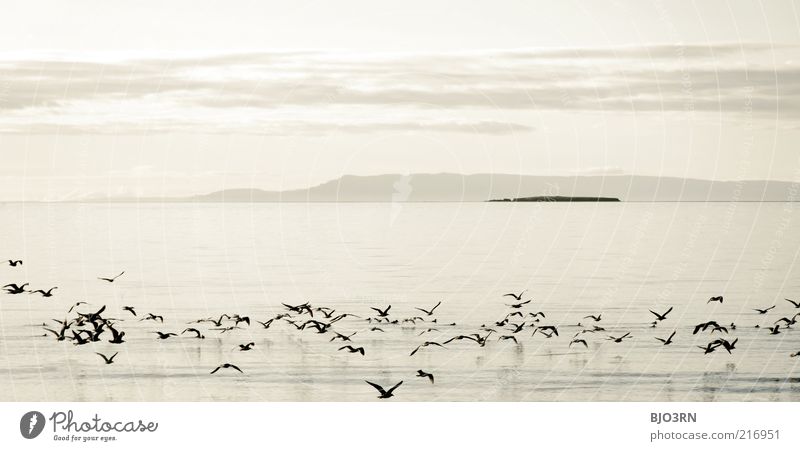 When a day ends like this Iceland Landscape Animal Water Sky Sunrise Sunset Summer Wild animal Bird Group of animals Flock Flying Esthetic Elegant Free Infinity