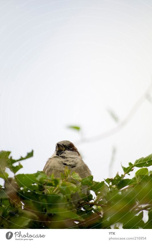 The big sparrow! Environment Nature Plant Animal Summer Weather Leaf Foliage plant Wild animal Bird 1 Observe Funny Natural Curiosity Cute Juicy Green Sparrow