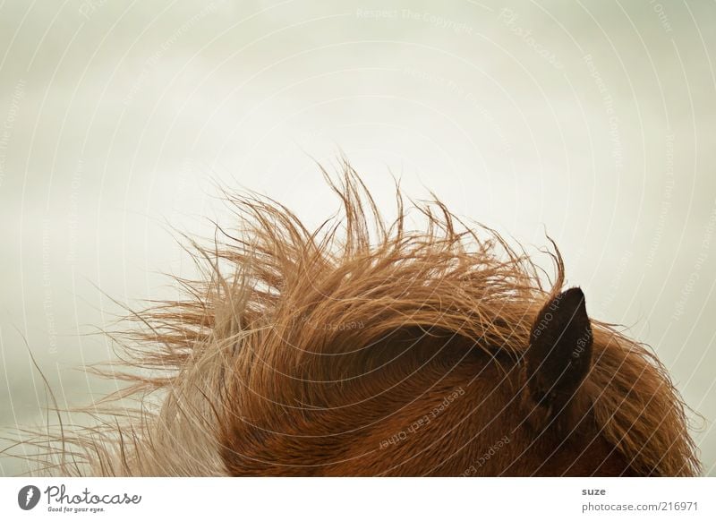 Sounds good. Weather Wind Gale Animal Farm animal Horse Ear 1 Listening Føroyar Pony Iceland Pony Mane Coat color Pelt Colour photo Subdued colour Detail