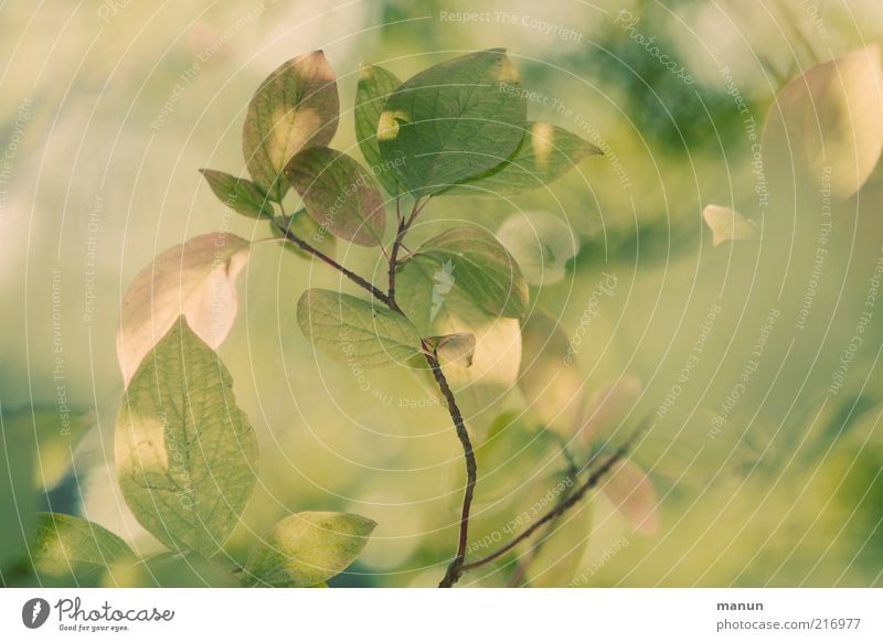 old rose green Nature Autumn Leaf Autumn leaves Autumnal colours Early fall Twig Fantastic Bright Natural Beautiful Transience Growth Change Colour photo