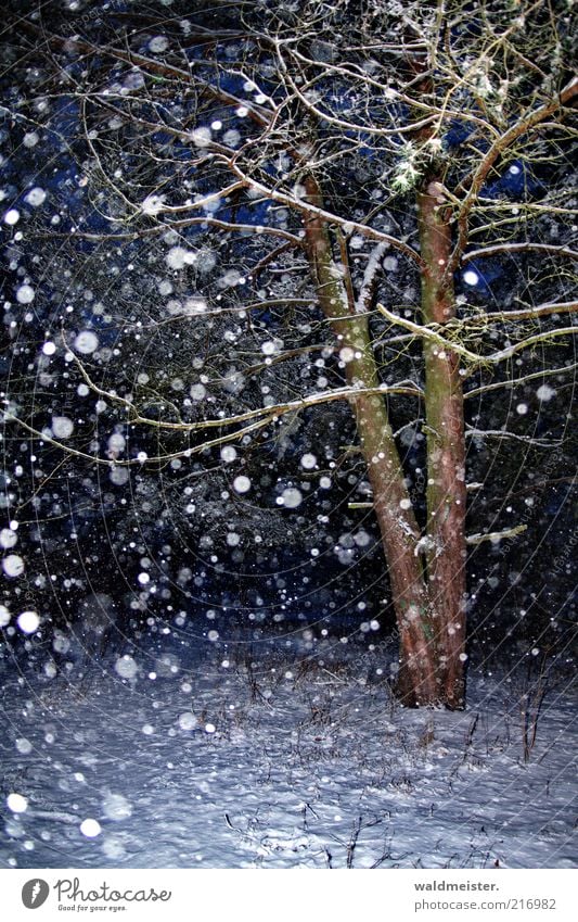 Christmas forest Nature Snow Snowfall Tree Forest Blue Brown Calm Snowflake Pine Colour photo Multicoloured Exterior shot Evening Night Flash photo Blur Winter