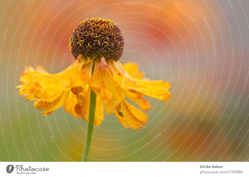 sun bride Harmonious Relaxation Calm Meditation Decoration Nature Plant Summer Autumn Flower Blossom helenium Autumnal colours Herbaceous plants Pistil Garden