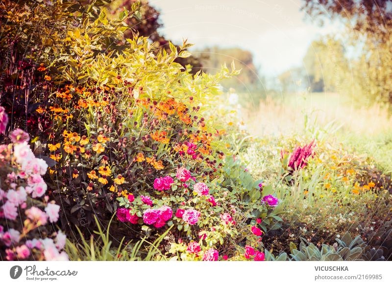 Autumn garden with colorful flowers and shrubs Lifestyle Design Summer Garden Nature Landscape Plant Flower Grass Bushes Park Yellow Aster Multicoloured Leaf