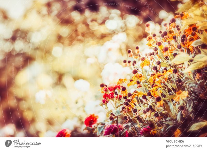 Beautiful autumn in the flower garden Lifestyle Summer Garden Nature Plant Autumn Beautiful weather Flower Leaf Blossom Park Meadow Yellow Blur Sunlight