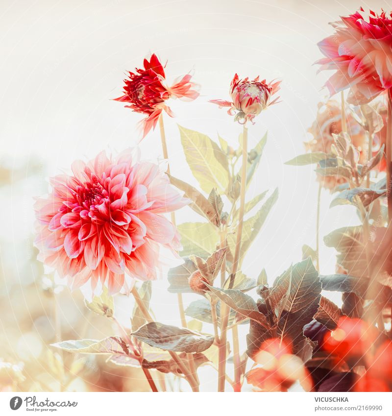 Beautiful dahlias in the garden Lifestyle Design Summer Garden Valentine's Day Nature Plant Autumn Flower Leaf Blossom Park Soft Pink Dahlia Red Splendid