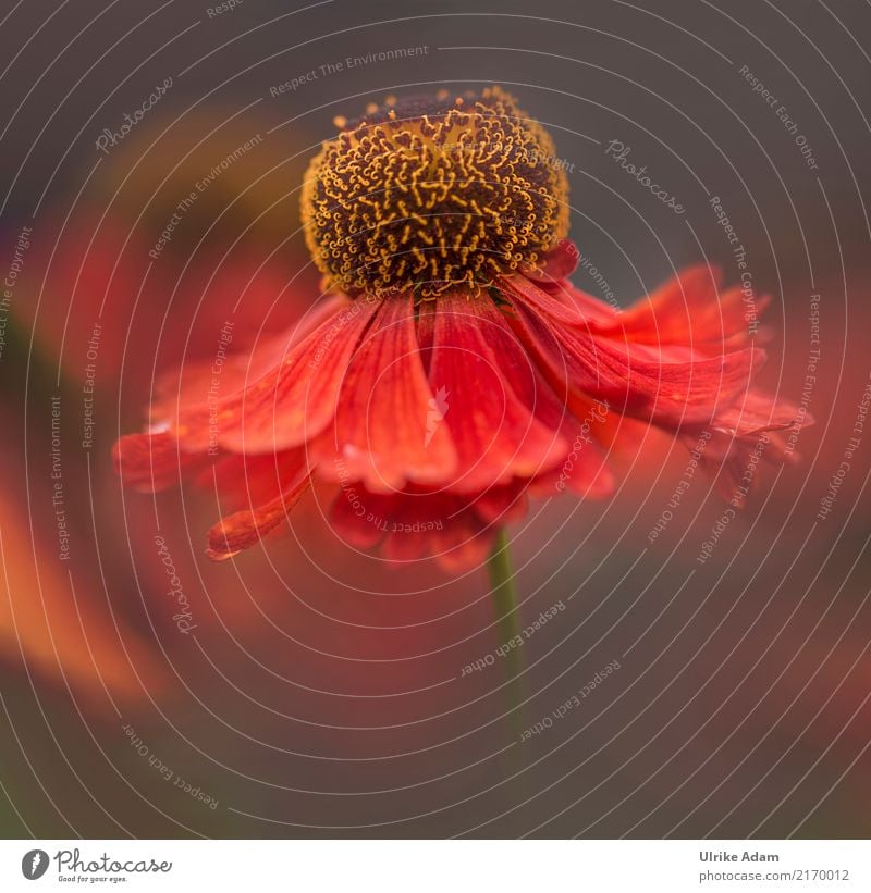 The dancer Style Design Arrange Decoration Wallpaper Image Poster Canvas Nature Plant Summer Autumn Flower Blossom sun bride Sunflower helenium Pistil