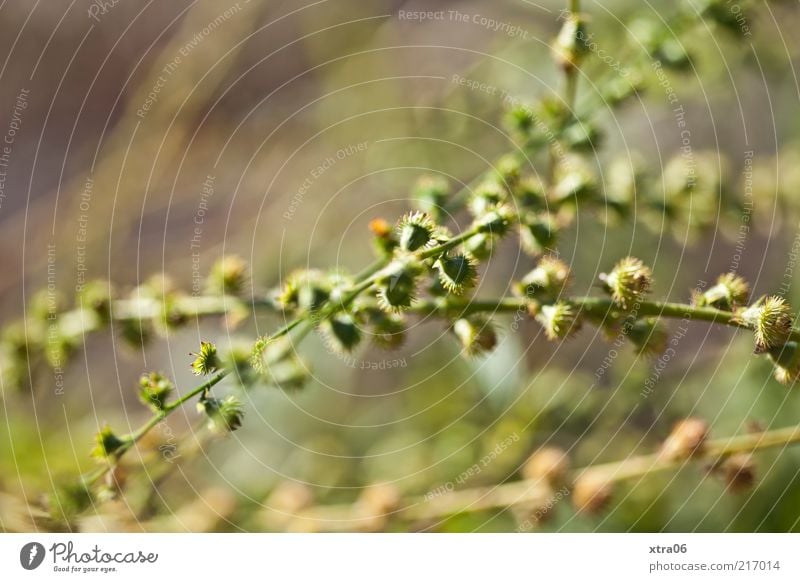 green in sharp-blurred Environment Nature Plant Bushes Esthetic Colour photo Exterior shot Close-up Blur Deserted Landscape format Green