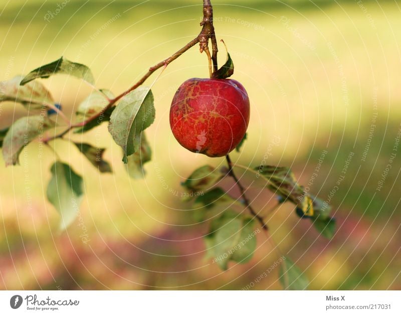 small apples Food Fruit Apple Nutrition Organic produce Vegetarian diet Nature Summer Autumn Tree Leaf Garden Hang Fresh Small Delicious Round Juicy Sour Sweet