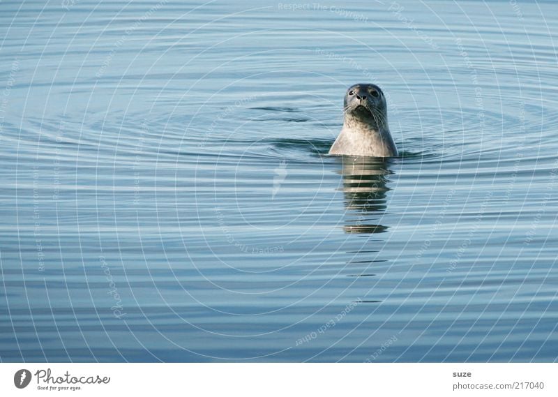 Watts, interference? Where? Where? Nature Animal Water Waves Ocean Wild animal Animal face 1 Observe Looking Authentic Exceptional Funny Cute Blue Curiosity