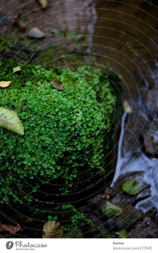 Natural greenery Environment Nature Plant Earth Water Summer Autumn Moss Leaf Foliage plant Wild plant Brook River Stone Dark Wet Green Damp Cold Colour photo