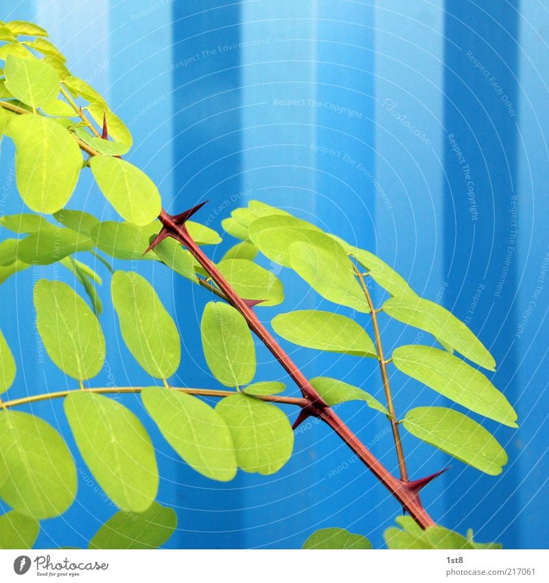 blue Plant Esthetic Exceptional Contrast Leaf Robinia Corrugated iron wall Colour photo Close-up Detail Pattern Structures and shapes Copy Space top Sunlight