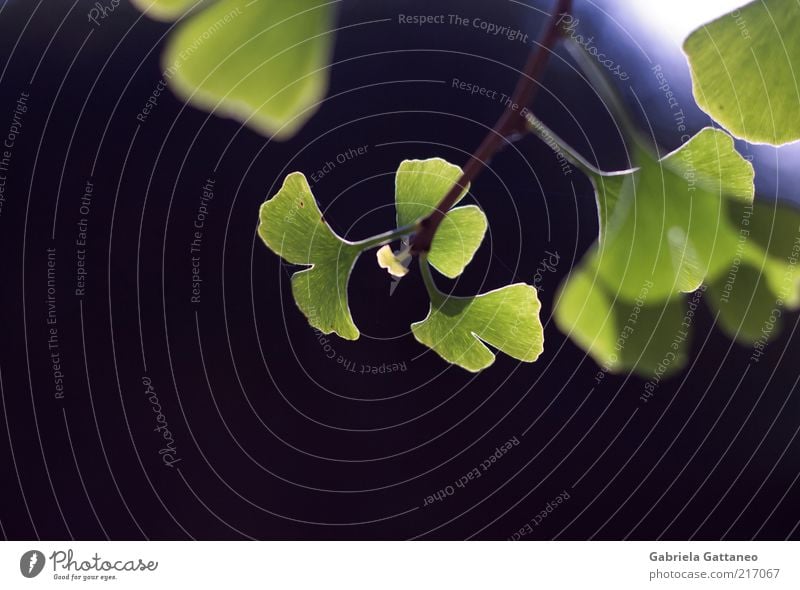 The innocentest of them all Nature Plant Growth Fresh New Blue Green Hope Colour photo Exterior shot Copy Space left Copy Space bottom Neutral Background