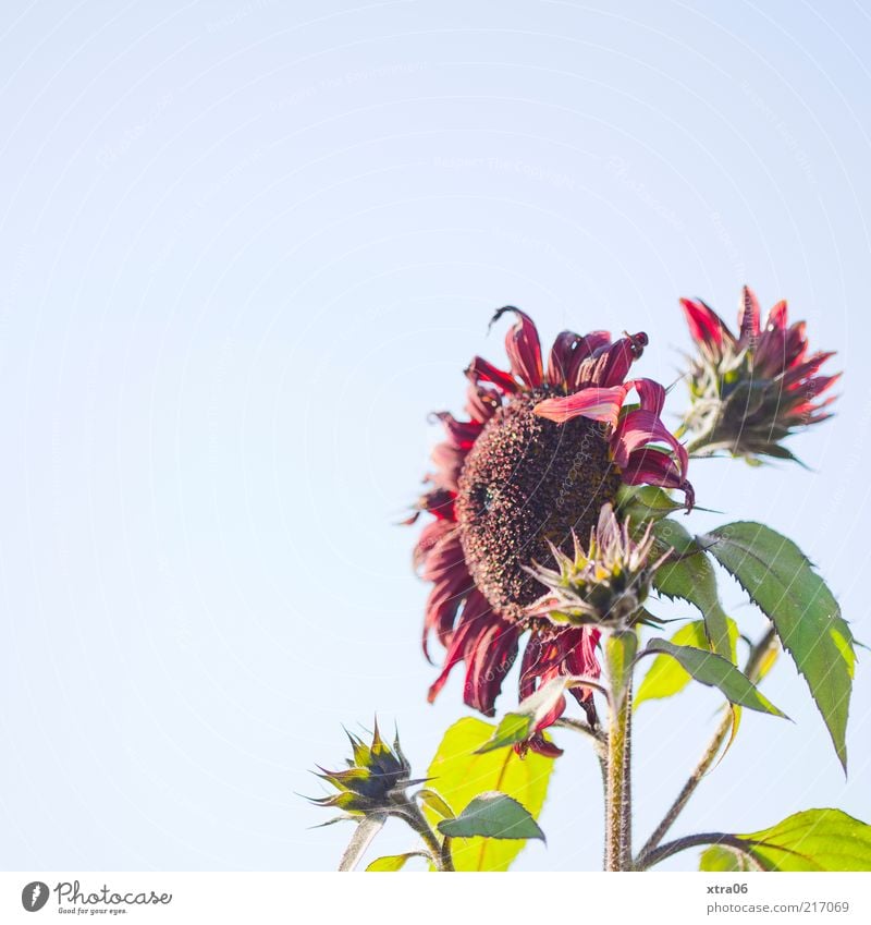 still a little sunshine Environment Nature Plant Sunlight Flower Leaf Blossom Bright Sunflower Colour photo Exterior shot Copy Space left Copy Space top